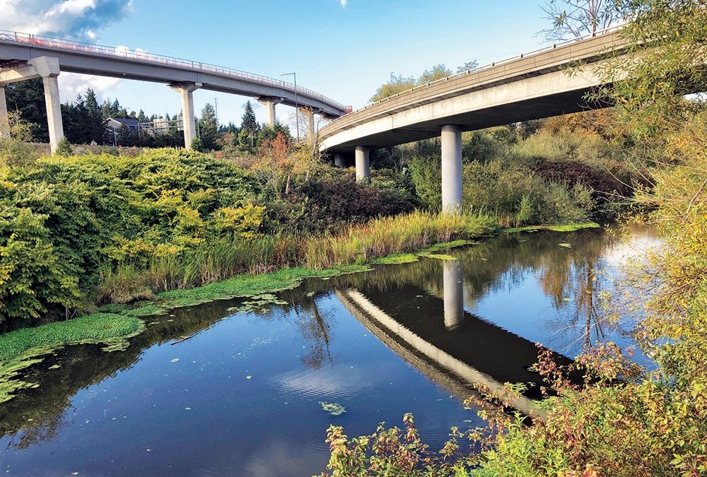 Discover the Serene Beauty of Mercer Slough Nature Park in Bellevue, Washington