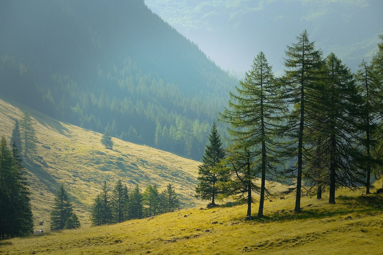 mountain trail in bellevue