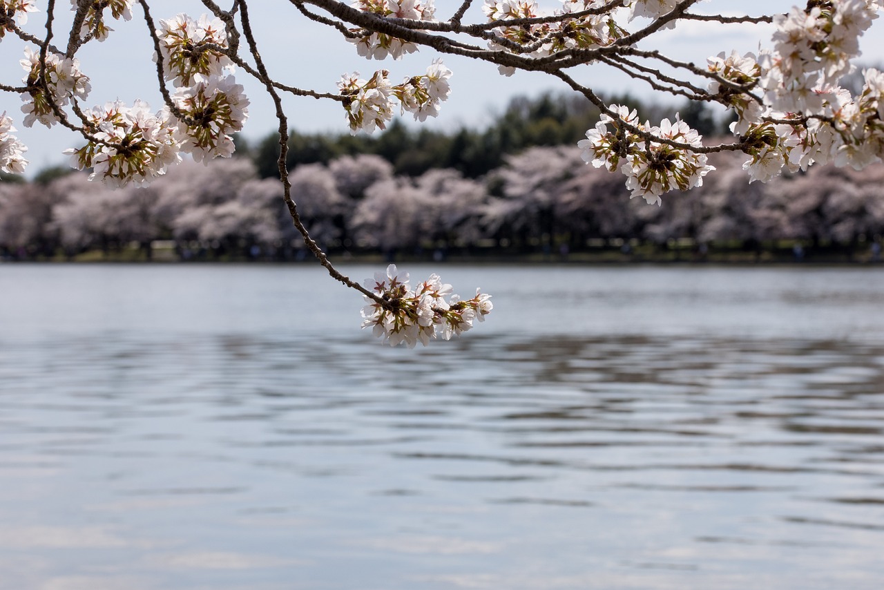 sakura in downtown bellevue