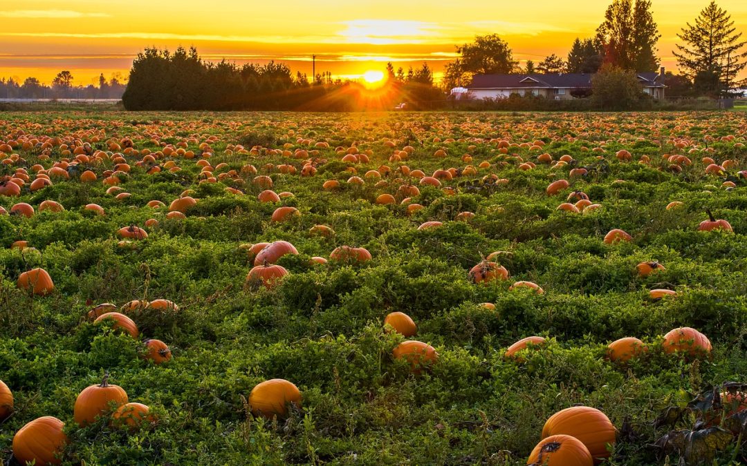 Bellevue Halloween 2024: From Pumpkin Patches to Haunted Hikes