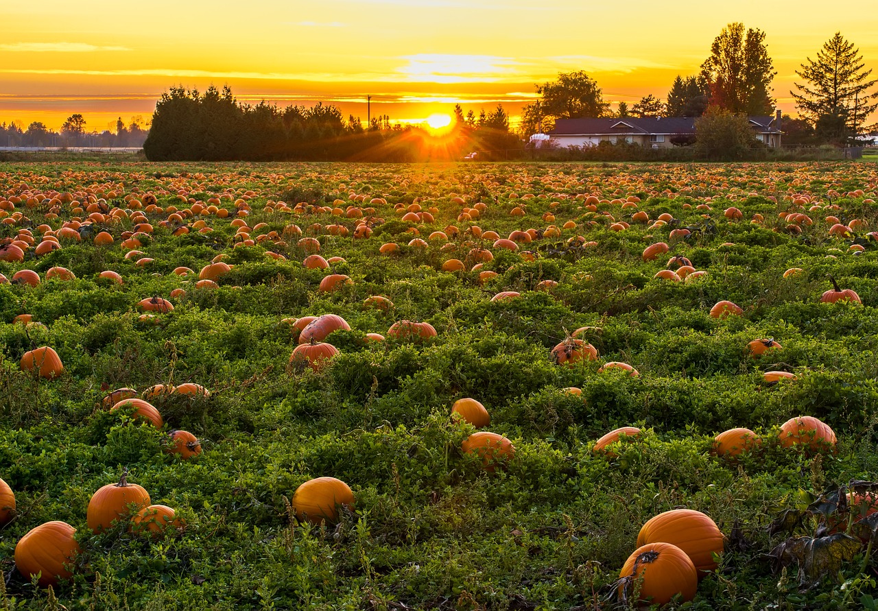 Bellevue Halloween 2024: From Pumpkin Patches to Haunted Hikes